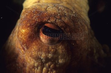 Eye of a common Octopus Mediterranean Sea France