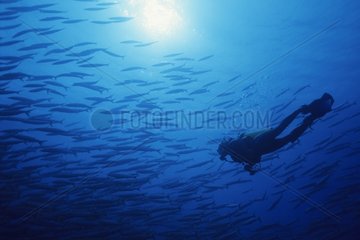 Diver in the middle of a school of Barracudas Red Sea Egypt