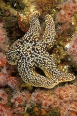 Sea star on a reef Pacific Ocean California USA
