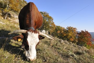 Abondance cow grazing in a meadow in autumn France
