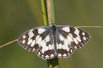 Marbled White placed on a blade of grass in summer Lorraine