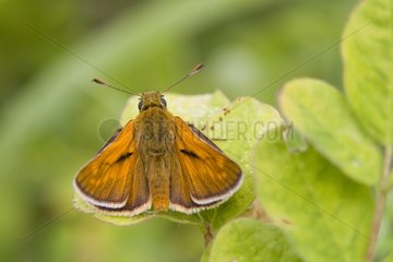 Large Skipper on the foliage in the spring in Lorraine