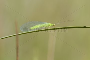 Green Lacewing on a grass in a meadow in summer in Lorraine