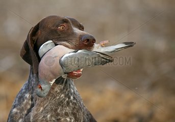 German pointing dog bringing back a Wood pigeon France