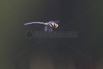 Migrant hawker flight over a pond in a bog Vosges