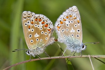 Mating of Adonis Blue on a grass in summer Lorraine