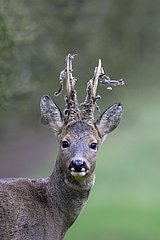 Brocard losing the velvet of its antlers in winter France