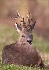 Brocard lying and losing the velvet of its antlers France