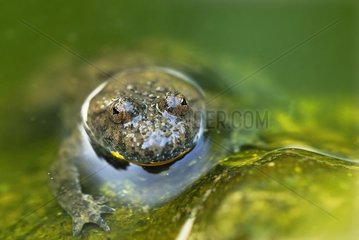 Yellow-bellied Toad male in a pool Allier France