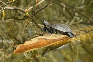 Male european pond turtle sunbathing on a branch France