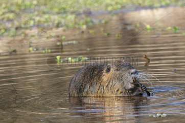 Coypu gnawing a root in a swamp Allier France