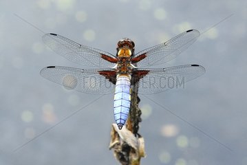 Male eurasian red dragonfly stalking on a branch France