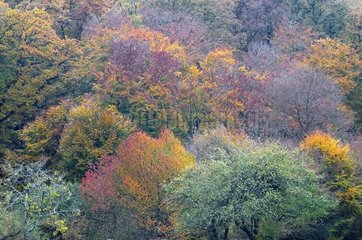 Broad leaved trees with autumn colours in a forest France