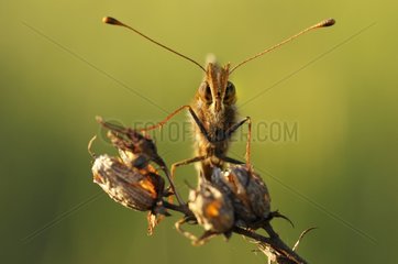Weaver's Fritillary podes on capsules at sunset France