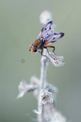Tachinid fly posed on a plant Auvergne France