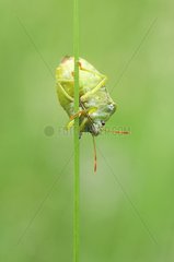 Green stink bug in the rain in a meadow Allier France
