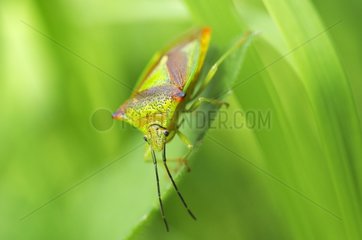 Hawthorn shield bug near a forest Allier France