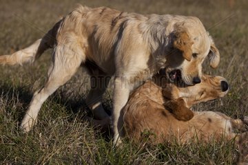 Young Golden retrievers playing in the grass France