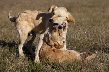 Young Golden retrievers playing in the grass France