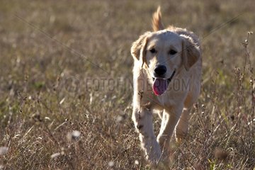 Young Golden retriever walking in the grass France