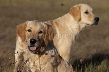 Young Golden retrievers resting in the grass France