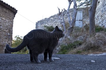 Cat in a street of the village of Murs in Provence France