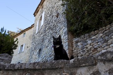 Black cat in a Provence village France