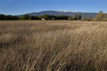 Natural grassland no mown in autumn in Provence France