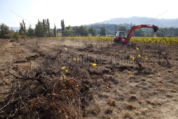 Uprooting of abandonned vines with excavator in Provence