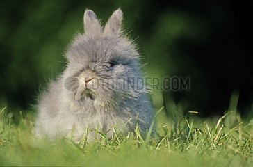 Dwarf angora rabbit
