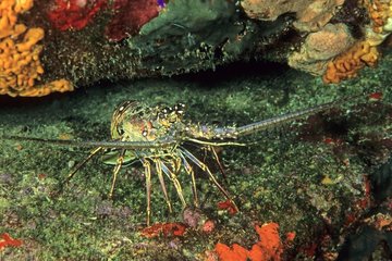 Caribbean lobster on the coral reef Antilles