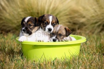 Mongrel puppies in a basine