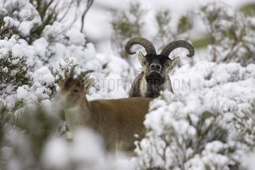 Pair of Spanish ibex in Sierra de Gredos Spain