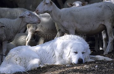 Sheepdog lying down in the middle of a herd