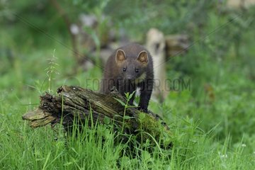 Pine Marten on a stump in the grass Vosges France