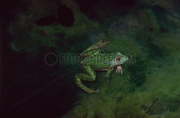Lowland frog resting in water