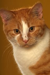 Portrait of a red and white tabby young Cat in studio France