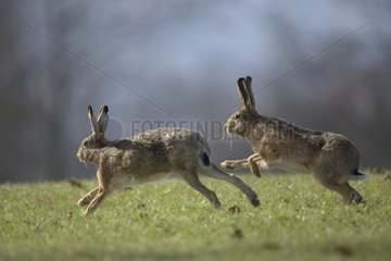 Two males brown Hares in competition chasing one another
