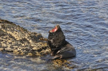 Southern Sea Lion yawning Falkland Islands