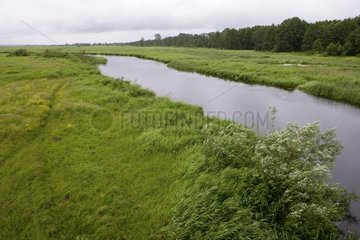 Narew River Biebzanski Nationalpark Polen