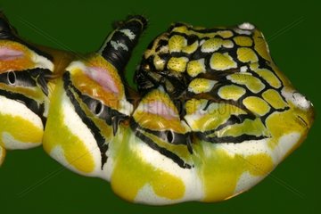 Caterpillar head in a private breeding