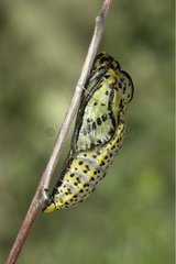 Nymphosis of caterpillar of black veined White France