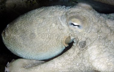 Portrait of Big Blue Octopus Tuamotu Â¨French Polynesia