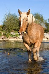 Pferd  das im Fluss lÃ¤uft