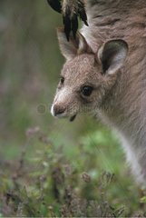 Ostgrau KÃ¤nguroo Joey im Muttertuch Australie