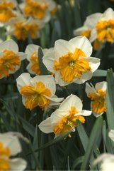NARCISSUS 'PICK-UP'