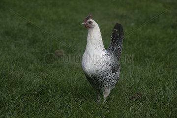 Fayoumi hen in grass Warwickshire