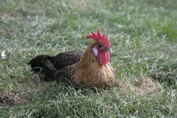 Gold campine cock in grass Warwickshire