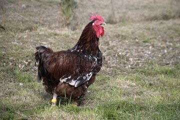 Jubilee Orpington cock Warwickshire
