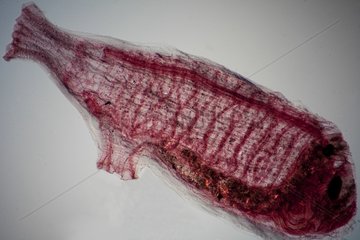 Microscopic view of ascidian Ciona